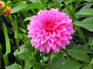 Dahlias were the talk of the town over the weekend during the 2022 Dazzling Dahlia Festival.