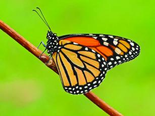 Submitted photo Gorges State Park in Sapphire will host the Mountain Monarch Festival on Saturday, Sept. 24, featuring presentations a keynote address and live music.